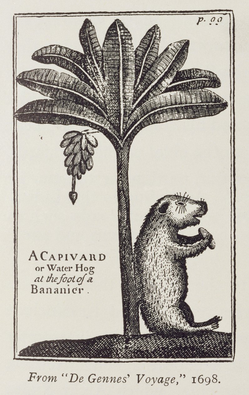A Capivard eller Water Hog at the Foot of a Bananier, från de Gennes 