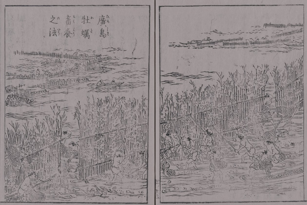 日本山海名産圖會 第三巻 広島牡蠣 広島牡蠣蓄養之法 av 蔀関月 Kangetsu