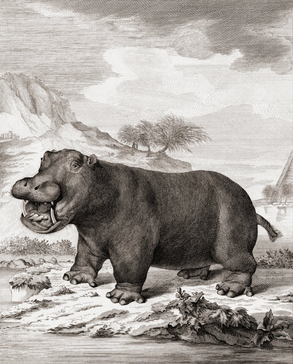 En flodhäst (Hippopotamus amphibius) av (after) Dutch School