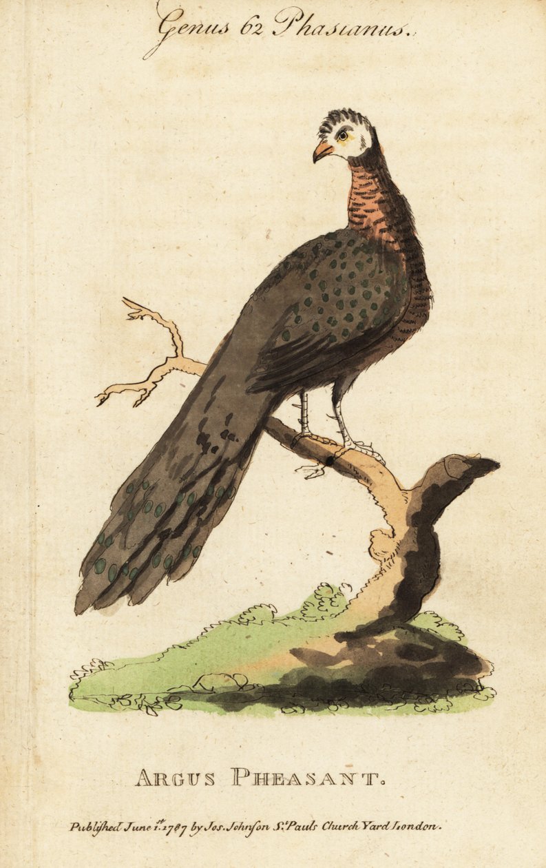 Stor argusfasan, Argusianus argus av (after) English School
