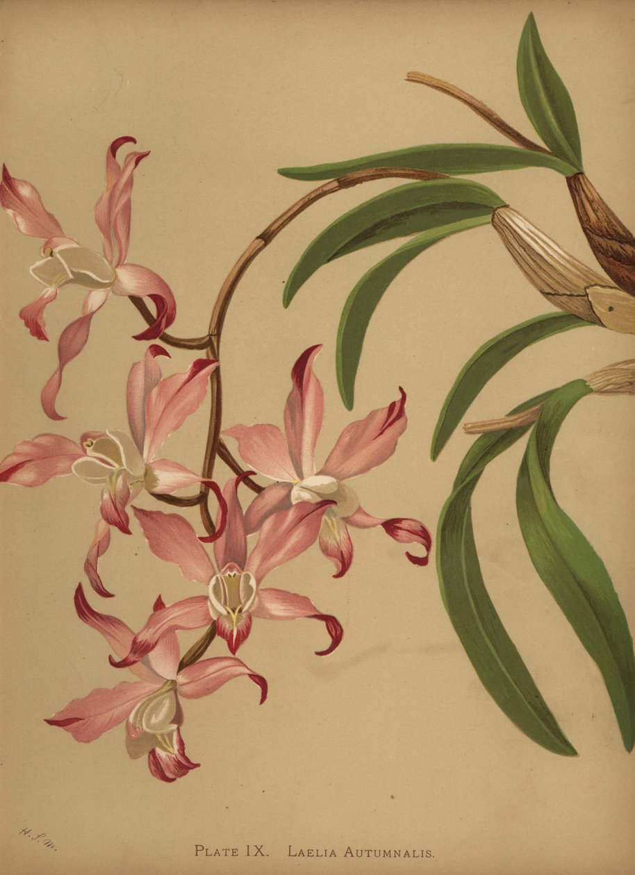Höst laelia orkidé, Laelia autumnalis av Unknown