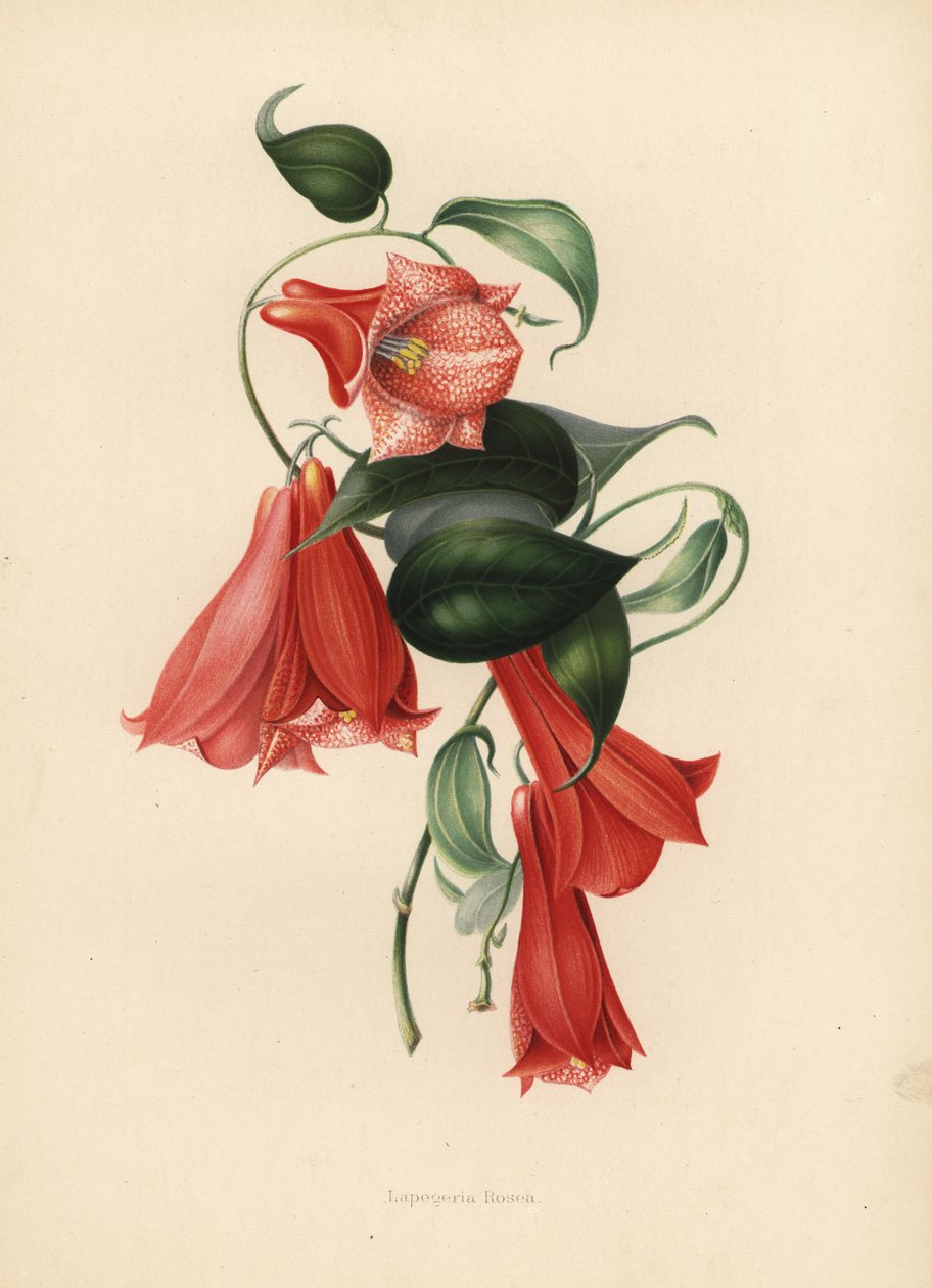 Chilensk klockblomma eller copihue, Lapageria rosea (Lapegeria rosea) av Unknown