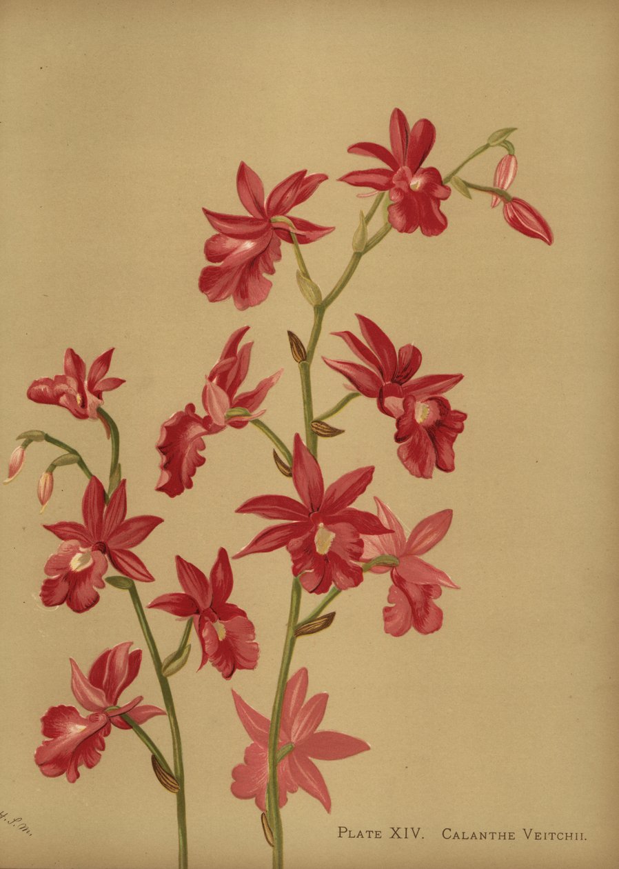 Julorkidéhybrid, Calanthe x veitchii av Unknown