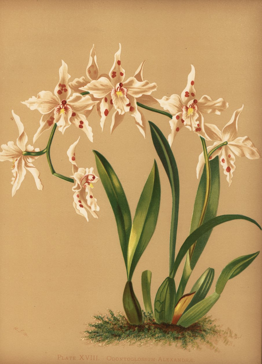 Dansande orkidé, Oncidium alexandrae (Odontoglossum alexandrae) av Unknown