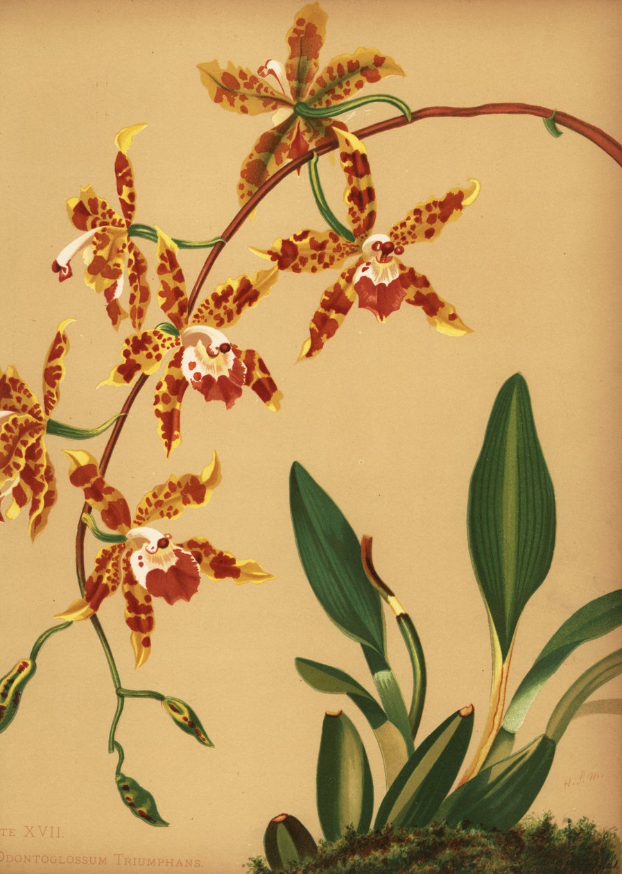 Dansande orkidé, Oncidium spectabilis (Odontoglossum triumphans) av Unknown