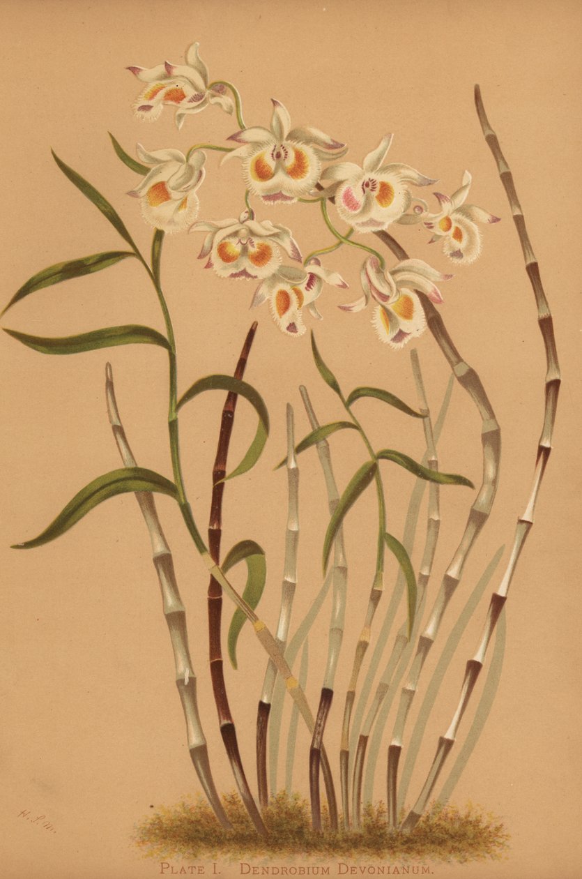 Devons dendrobium orkidé, Dendrobium devonianum av Unknown