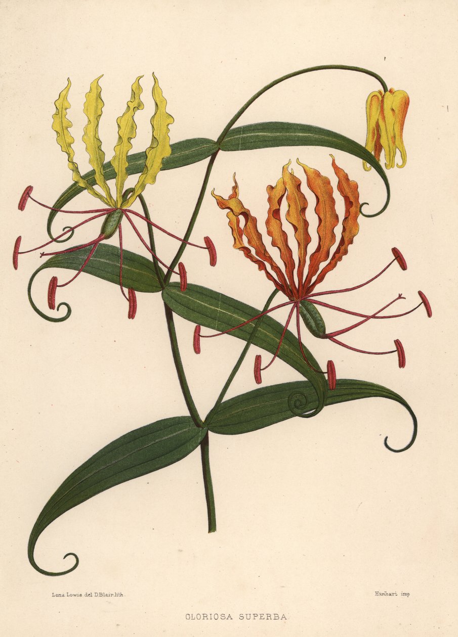 Flamlilja, Gloriosa superba av Unknown