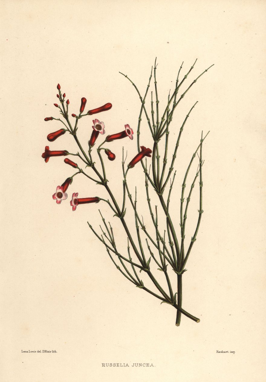 Fontänbuske eller smällareväxt, Russelia equisetiformis (Russelia juncea) av Unknown