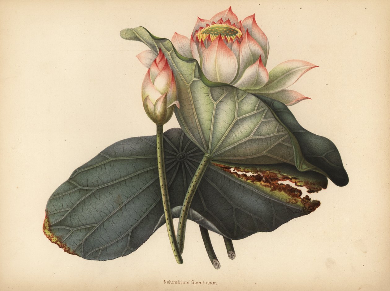 Indisk lotusblomma, Nelumbo nucifera (Nelumbium speciosum) av Unknown