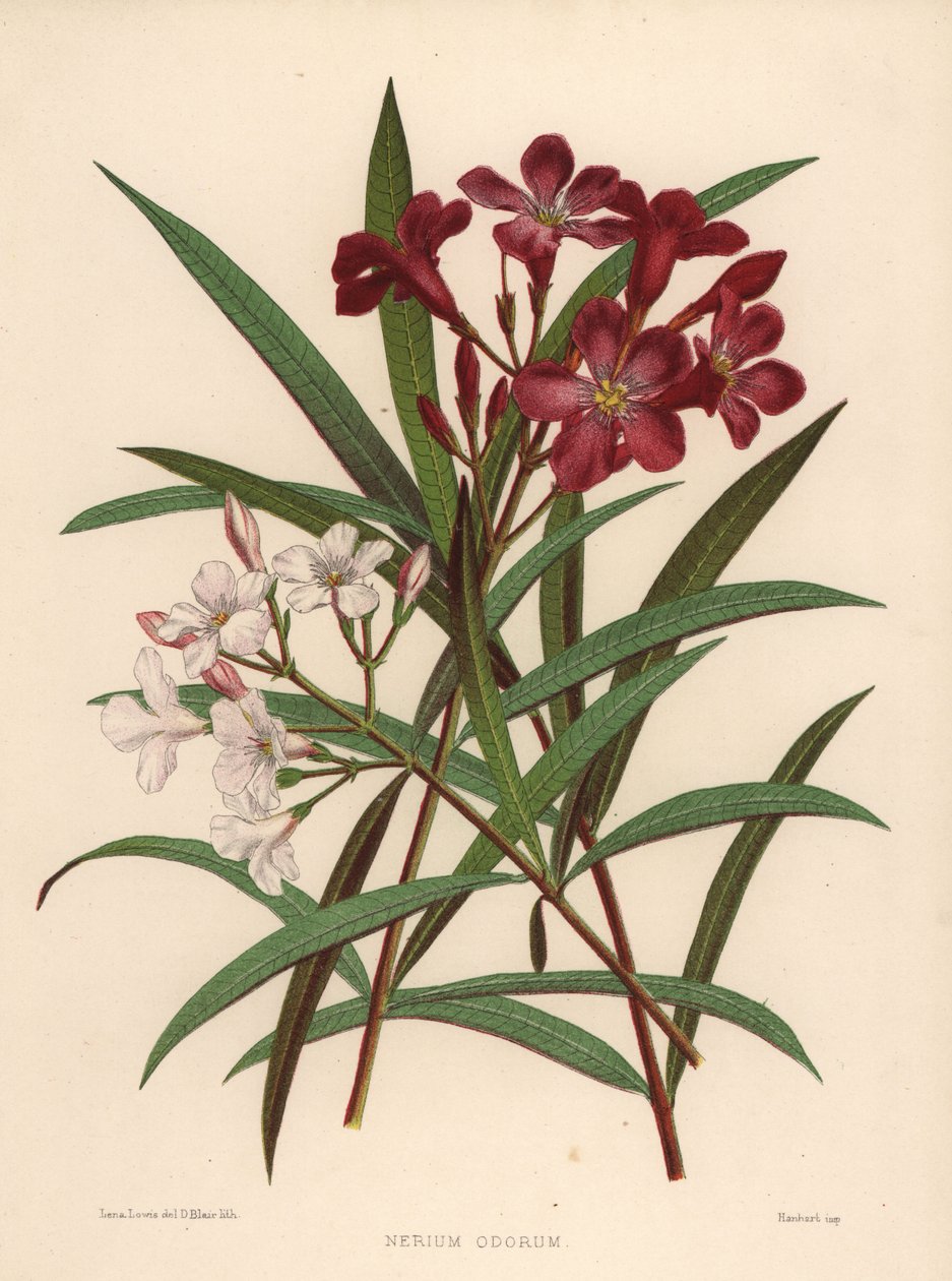 Nerium eller oleander, Nerium odorum (Nerium odorum) av Unknown