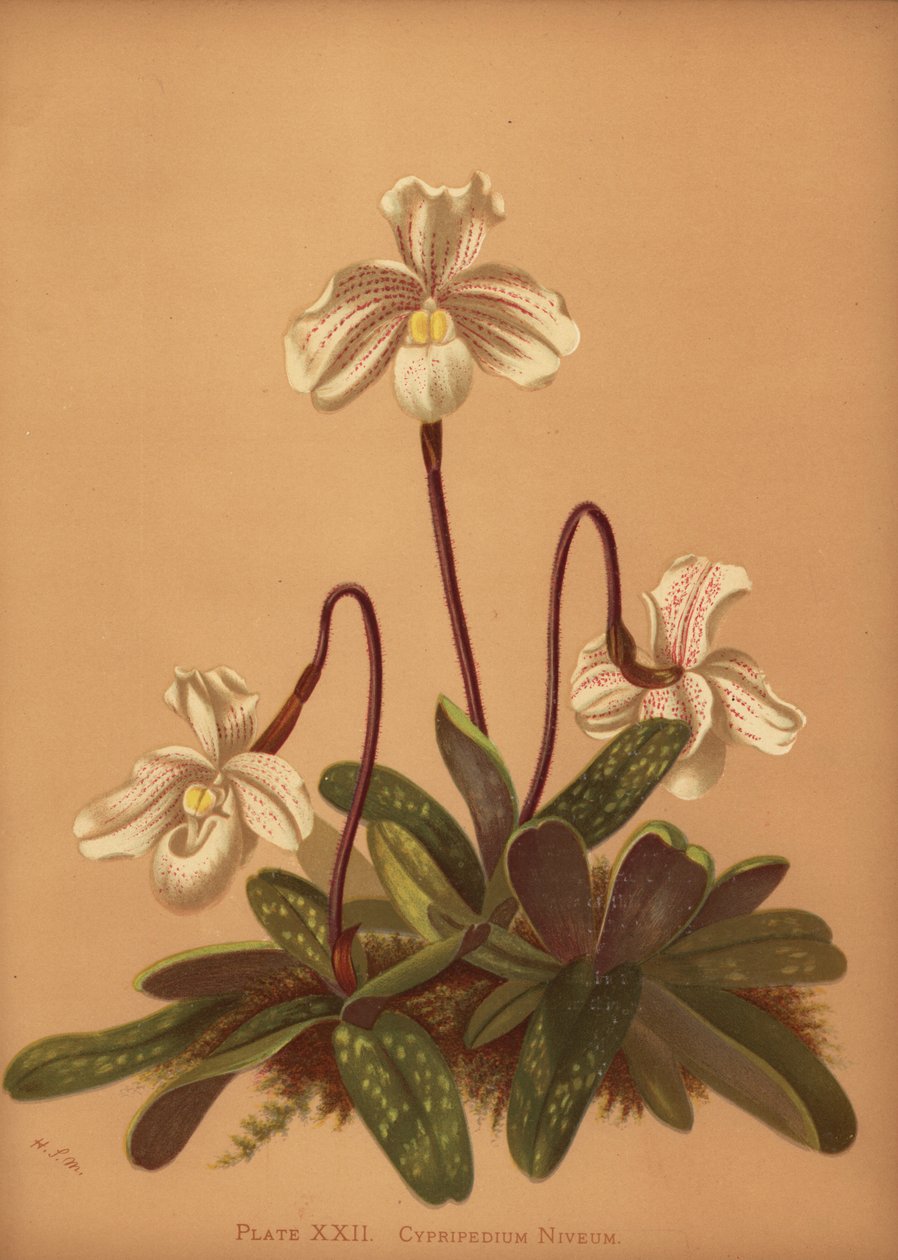 Paphiopedilum niveum orkidé (Cypripedium niveum) av Unknown