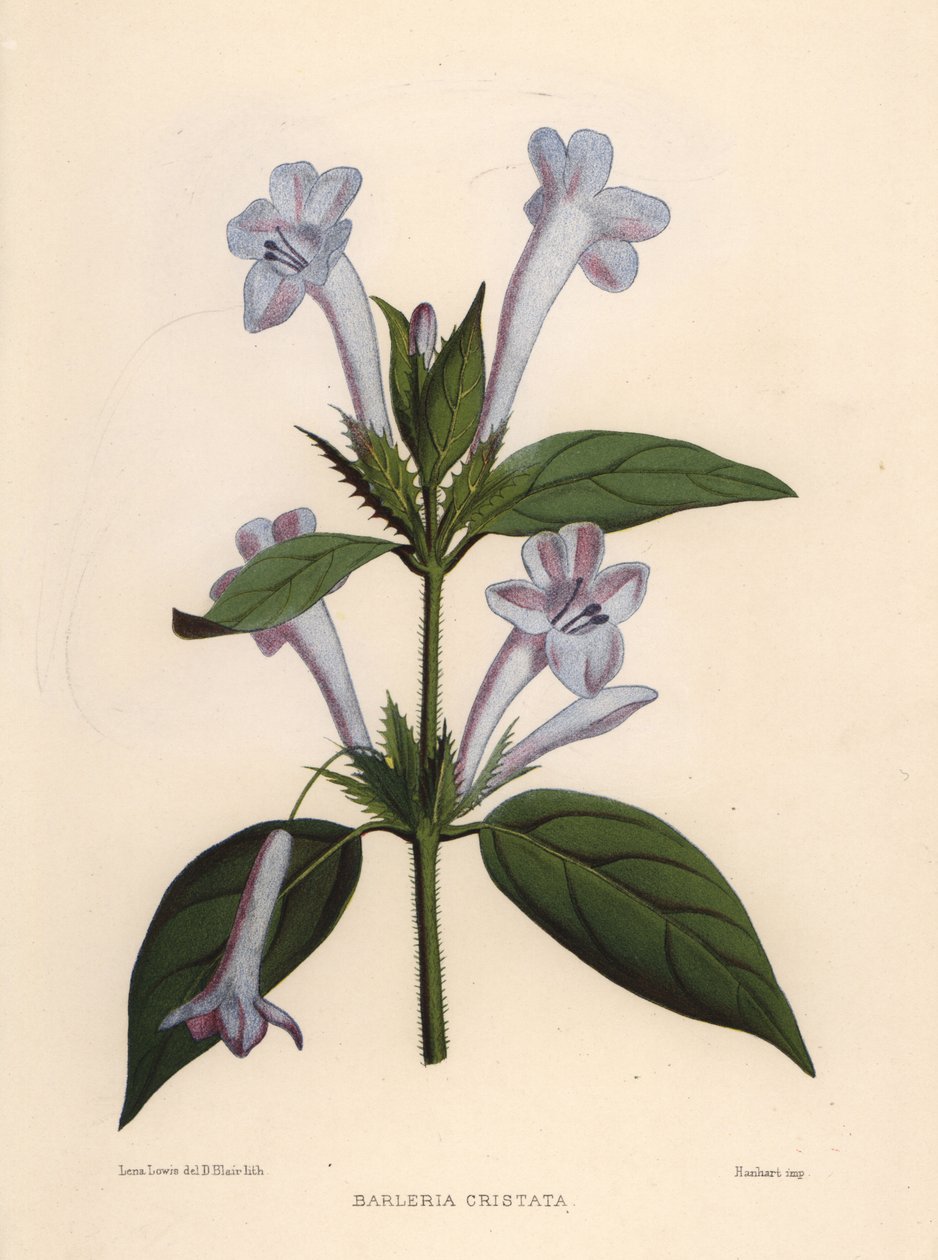 Filippinsk viol, blåklocka barleria eller krönt filippinsk viol, Barleria cristata av Unknown