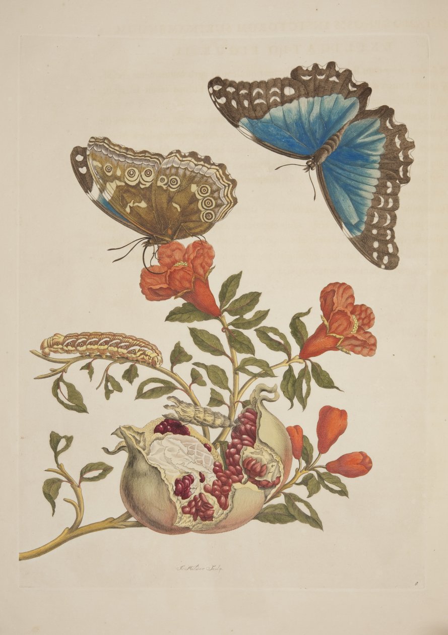 Platta IX från Metamorphosis of the Surinam Insects av Maria Sibylla Merian, 1705 av Unknown