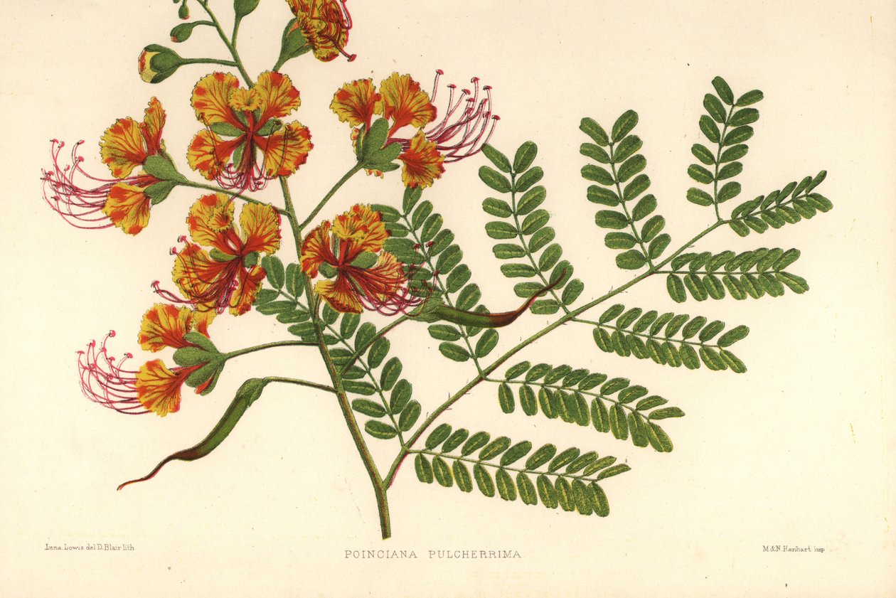 Poinciana, Caesalpinia pulcherrima (Poinciana pulcherrima) av Unknown
