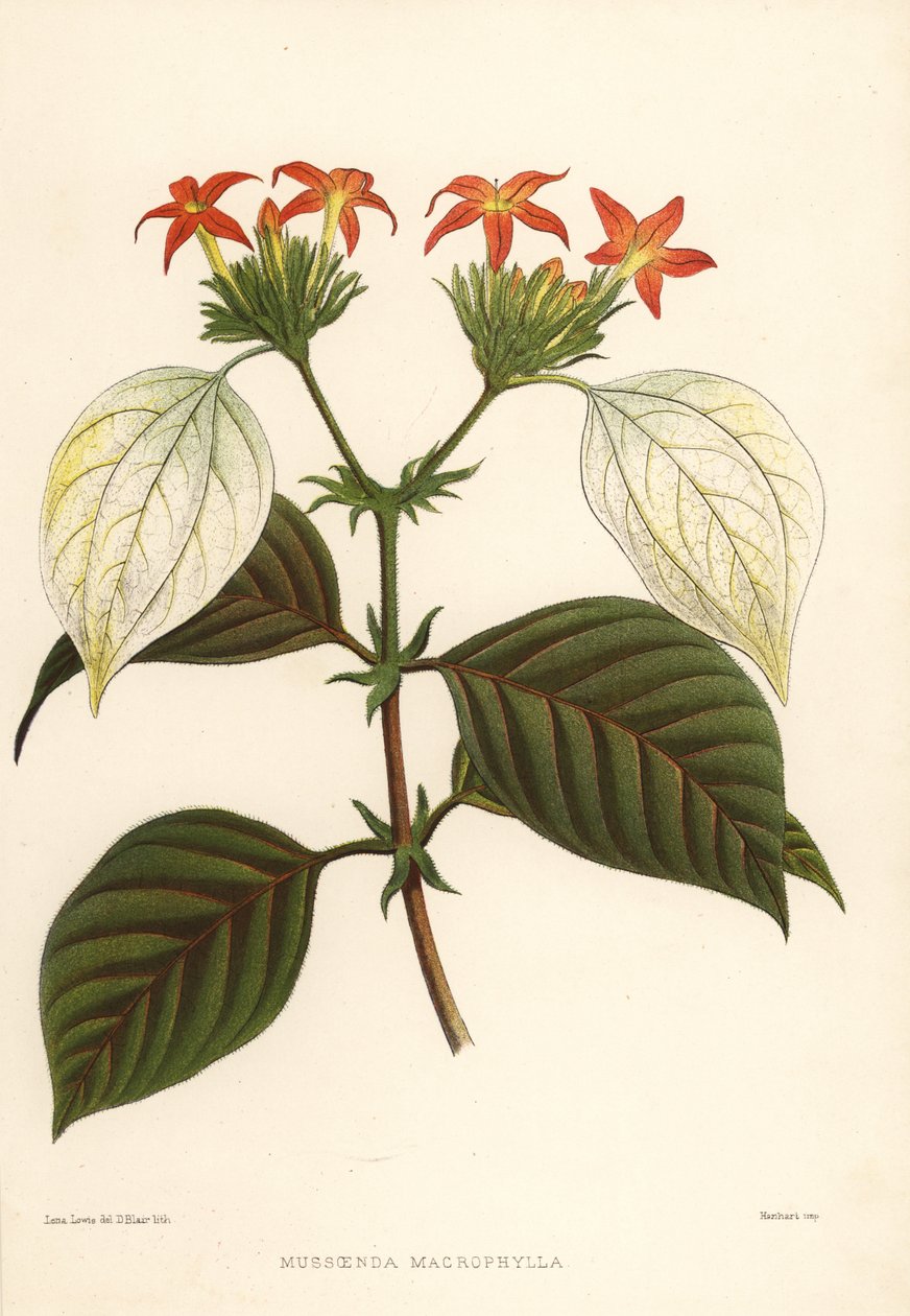 Sötrot, Mussaenda macrophylla av Unknown