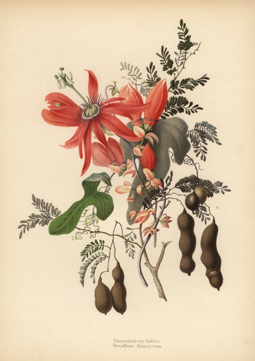 Tamarind, Tamarindus indica och röd passionsblomma, Passiflora racemosa (Passiflora princeps) av Unknown