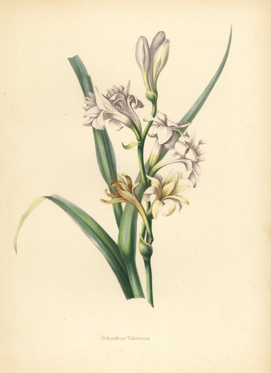 Tuberos, Polianthes tuberosa (Polianthes tuberosa av Unknown
