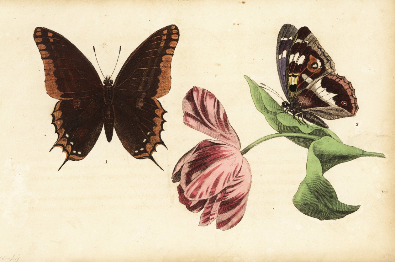 Tvåsvansad pasha, Charaxes jasius 1 och lila kejsare, Apatura iris 2 och tulpan av Unknown