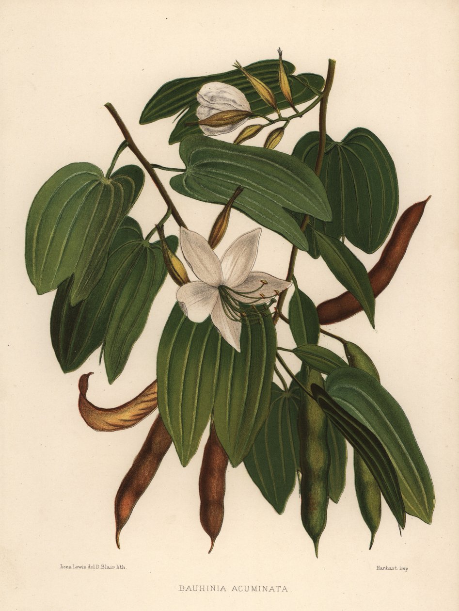 Vit orkidéträd, Bauhinia acuminata av Unknown
