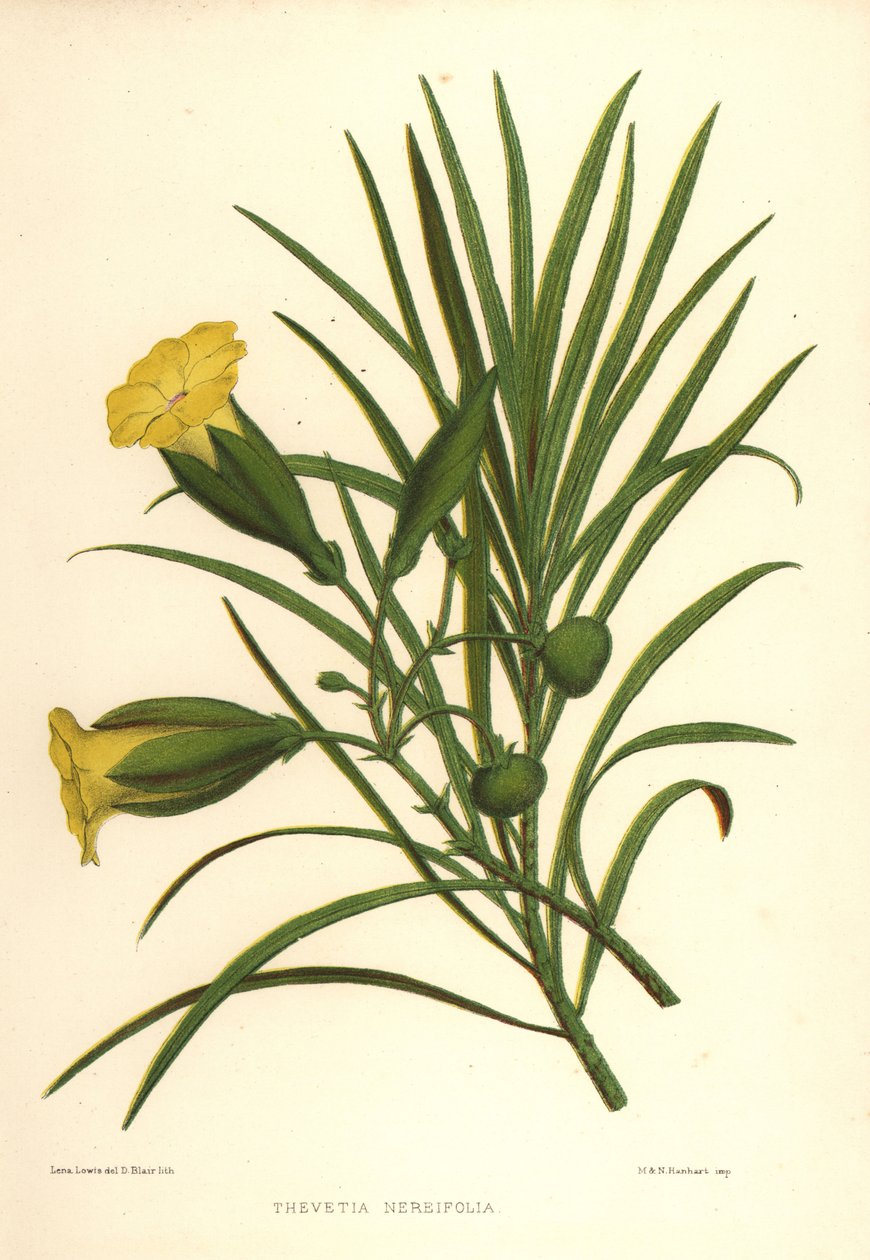 Gul oleander eller turnöt, Thevetia neriifolia (Thevetia neriifolia) av Unknown