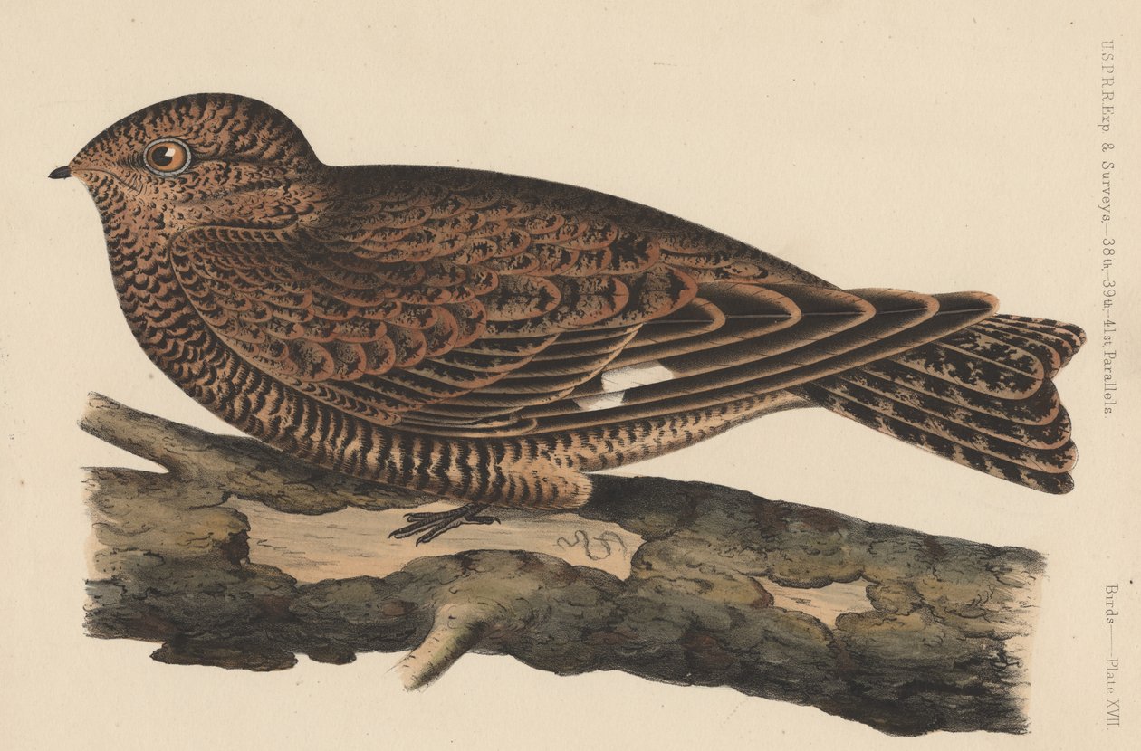 Fåglar, tavla XVII, 1855 av American School