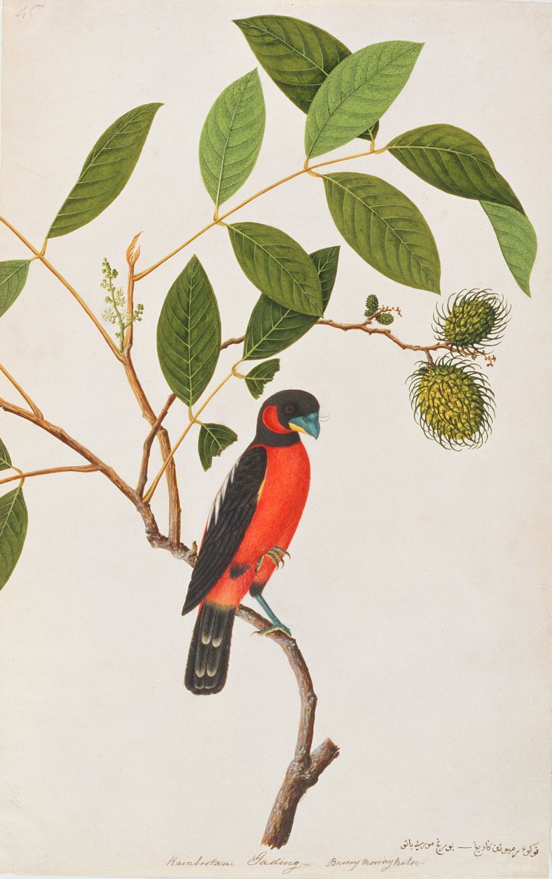 Svart-och-röd brednäbb, från teckningar av fåglar från Malacka, c.1805-18 (wc på papper) av Chinese School