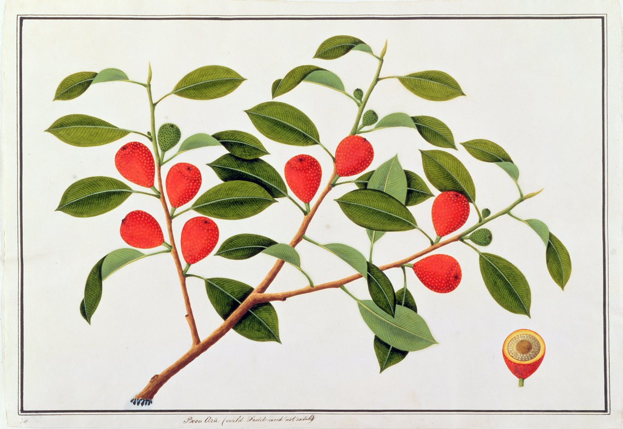 Booa Ara, oätlig vild frukt, från Drawings of Plants from Malacca, c.1805-18 (wc på papper) av Chinese School