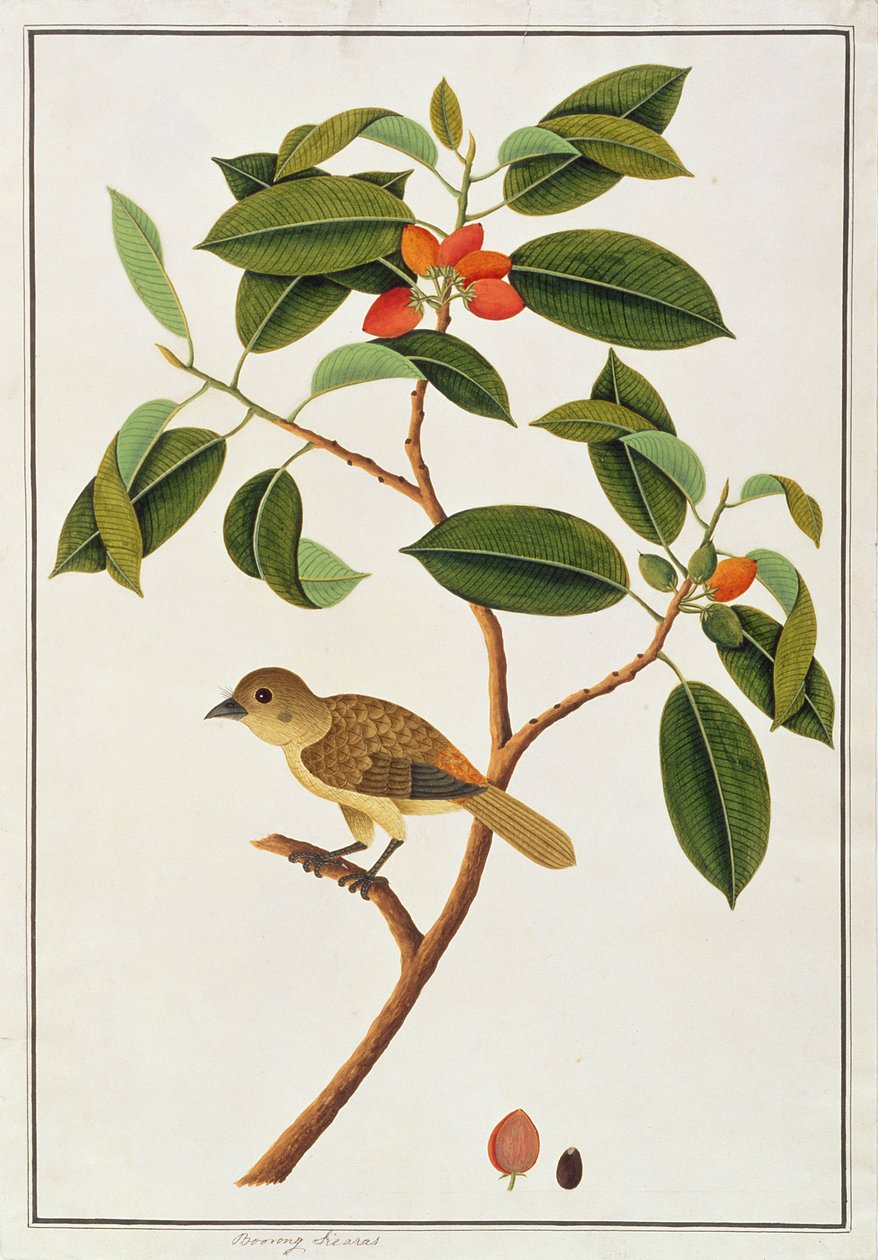 Brown Barbet, från Drawings of Birds from Malacca, c.1805-18 (wc på papper) av Chinese School