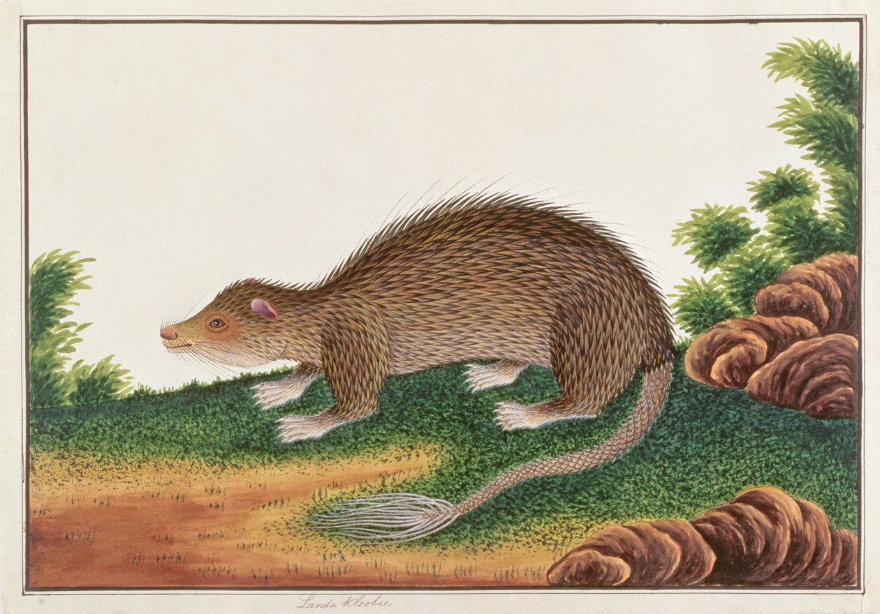 Borstsvanspiggsvin, från teckningar av djur, insekter och reptiler från Malacka, ca 1805-18 (wc & gouache på papper) av Chinese School