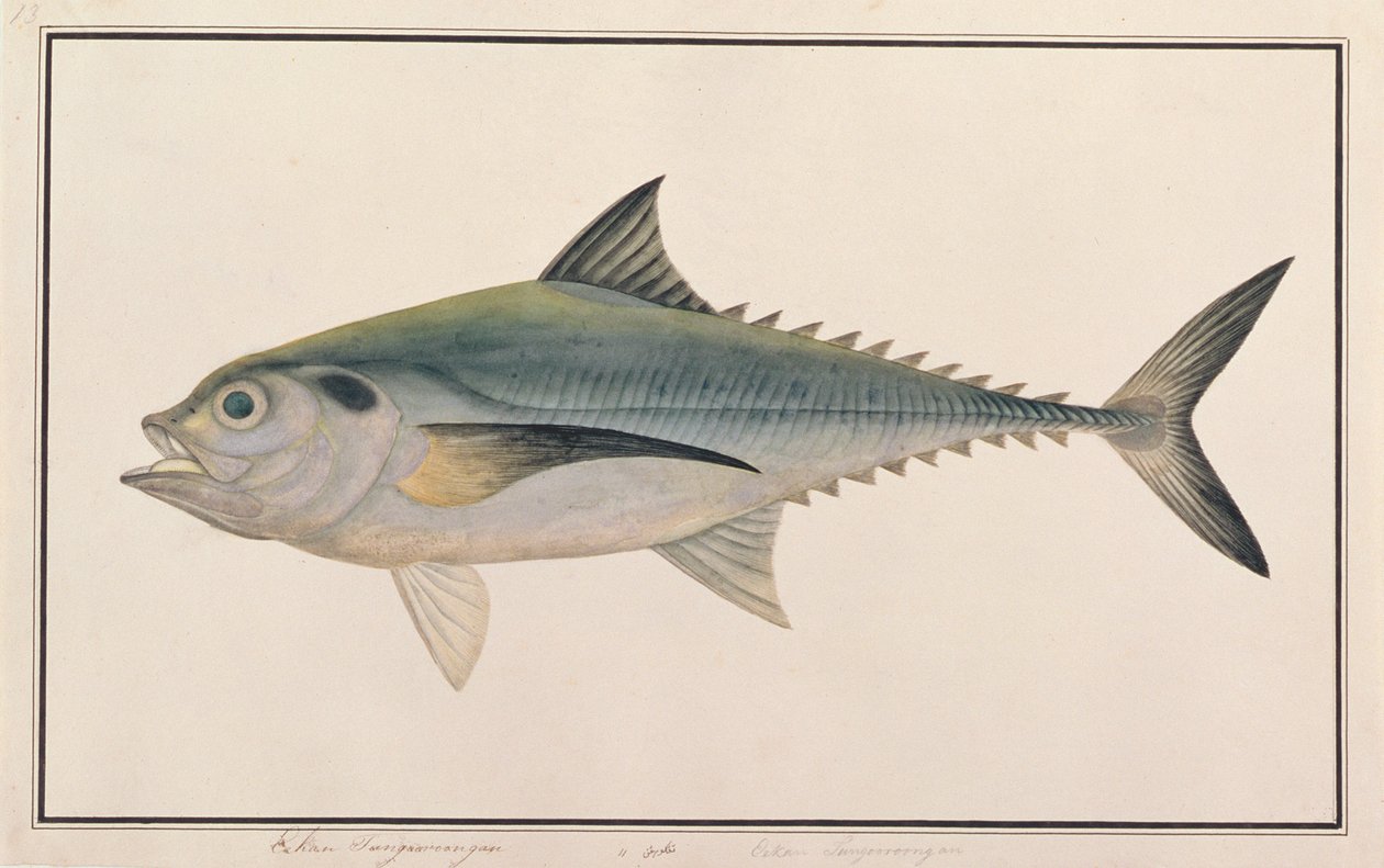 Hardtail Scad, från Drawings of Fishes from Malacca, c.1805-18 (wc på papper) av Chinese School