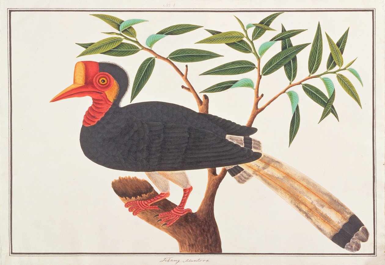 Hjälmnäshornsfågel, från Drawings of Birds from Malacca, c.1805-18 (wc på papper) av Chinese School
