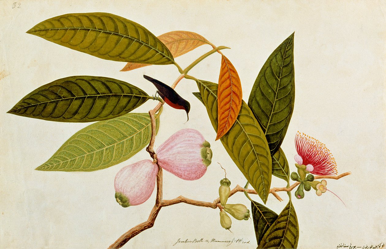 Jamboo, Boll and Humming Bird, från Drawings of Birds from Malacca, c.1805-18 (wc på papper) av Chinese School