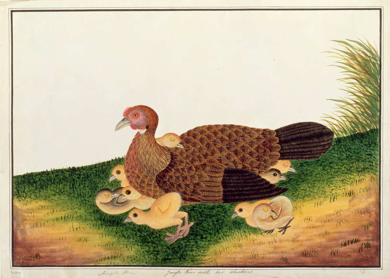 Jangle Hen with her chickens, från Drawings of Birds from Malacca, c.1805-18 (wc på papper) av Chinese School
