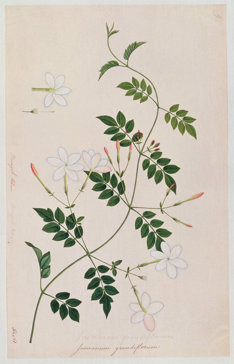Jasminum grandiflorum, från Drawings of Plants from Malacca, c.1805-18 (wc på papper) av Chinese School