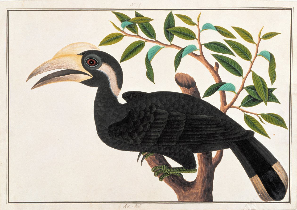 Ke-ke, från Drawings of Birds from Malacca, c.1805-18 (wc på papper) av Chinese School
