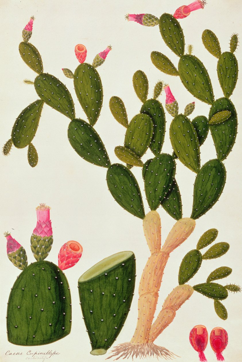 Liedah Badah, Cardasse Cochenille, från Drawings of Plants from Malacca, c.1805-18 (wc på papper) av Chinese School