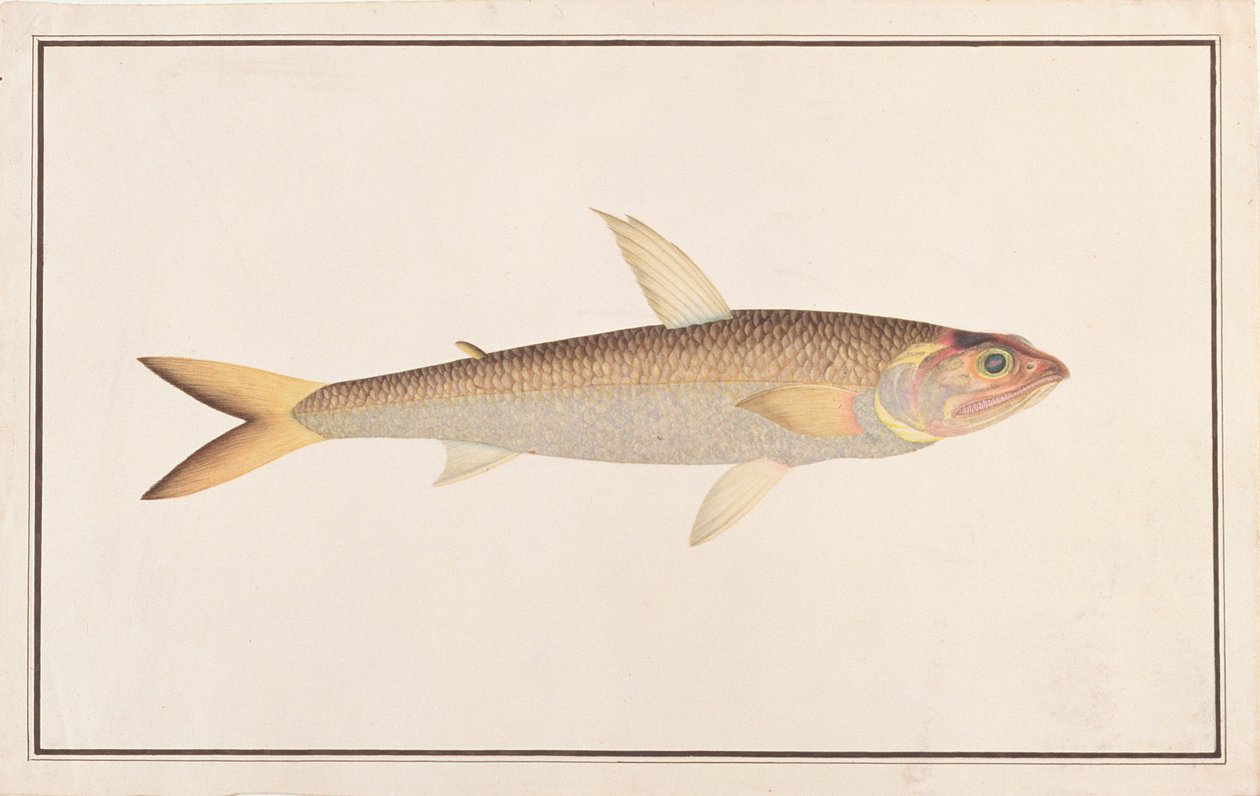 Lizardfish, från Drawings of Fishes from Malacca, c.1805-18 (wc på papper) av Chinese School