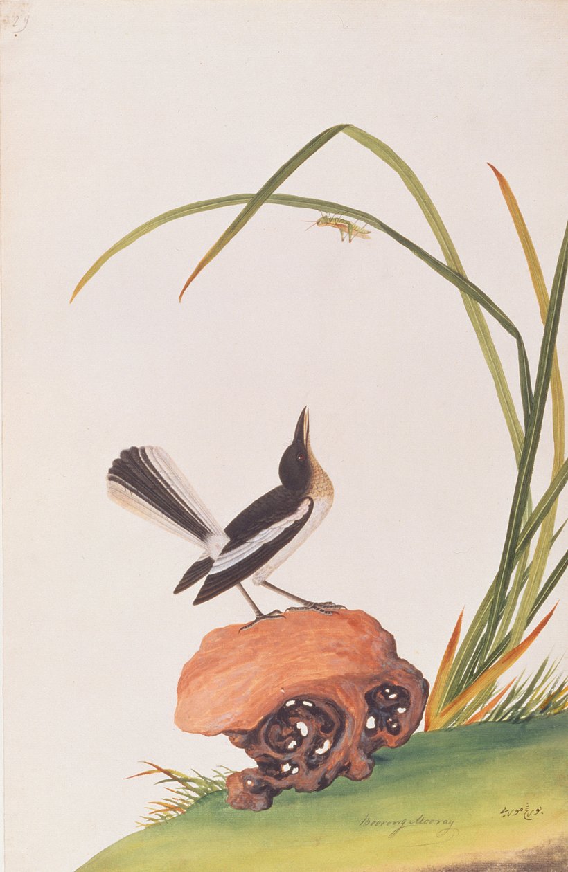 Skata Robin, från Drawings of Birds from Malacca, c.1805-18 (wc på papper) av Chinese School