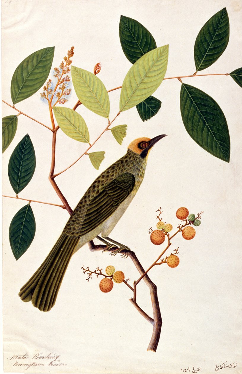 Mata Cooching, från Drawings of Birds from Malacca, c.1805-18 (wc på papper) av Chinese School