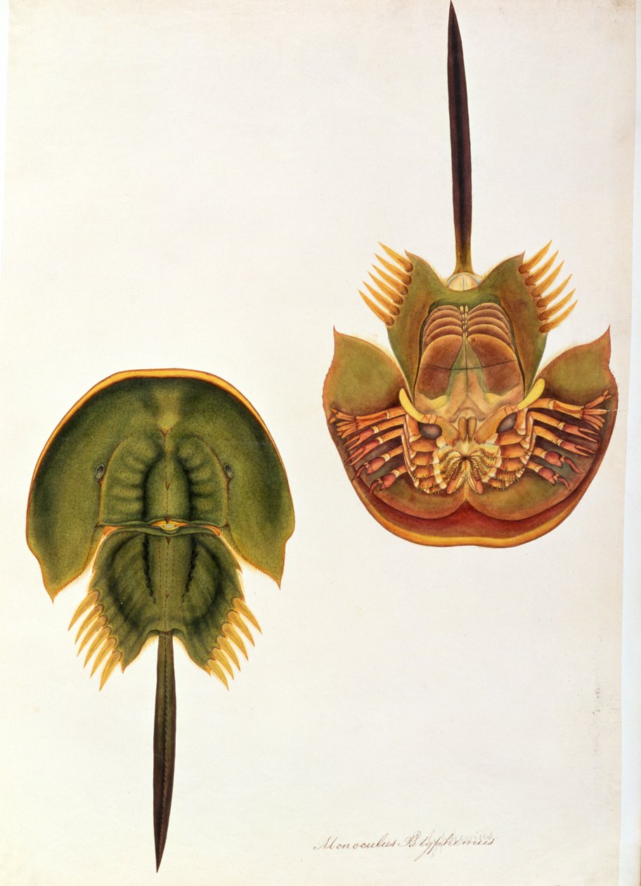 Monoculus Polyphemus, från teckningar av djur, insekter och reptiler från Malacka, ca 1805-18 (wc och gouache på papper) av Chinese School