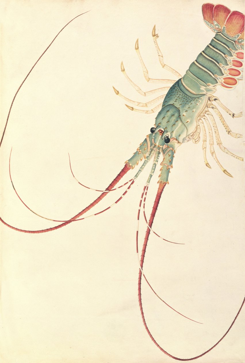 Oodang Katik la-ote, från Drawings of Animals, Insects and Reptiles from Malacca, c.1805-18 (wc och gouache på papper) av Chinese School
