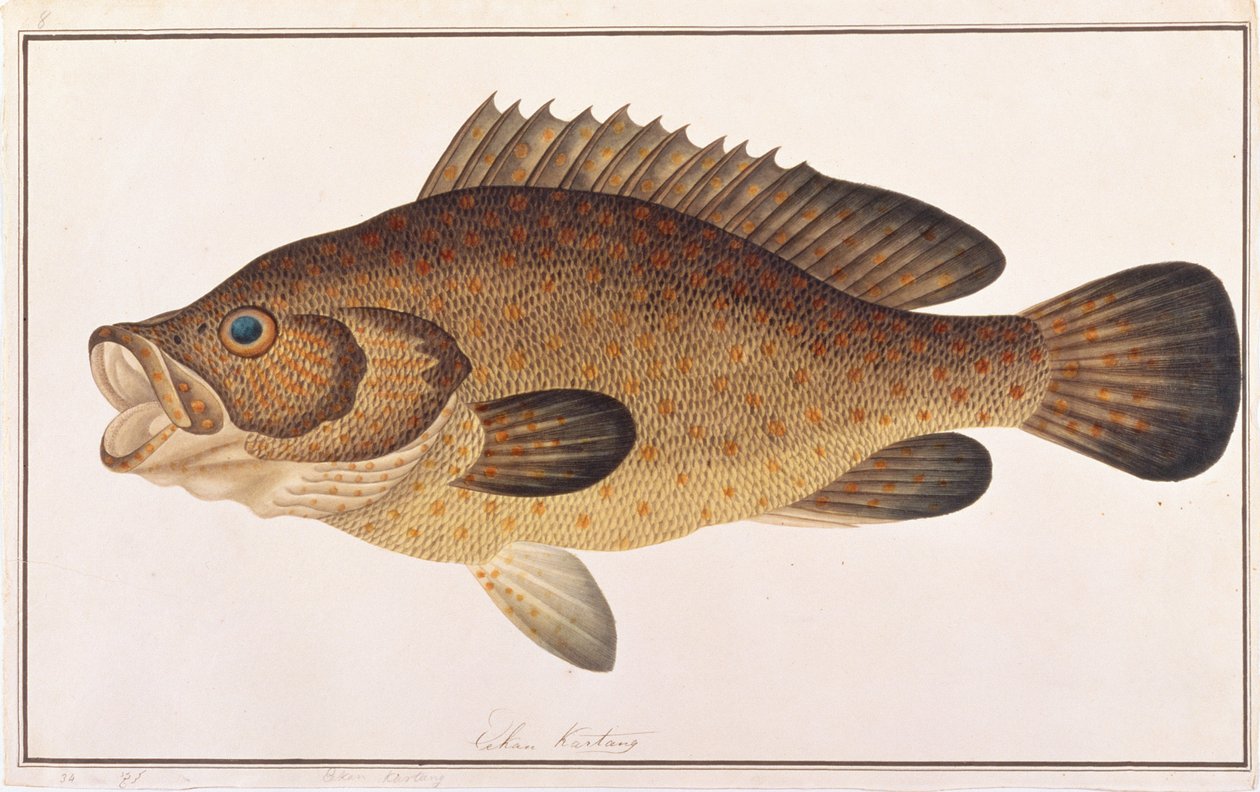 Orangefläckig havsabborre, från Drawings of Fishes from Malacca, c.1805-18 (wc på papper) av Chinese School