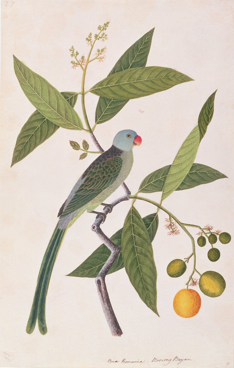 Parakit, från Drawings of Birds from Malacca, c.1805-18 (wc på papper) av Chinese School