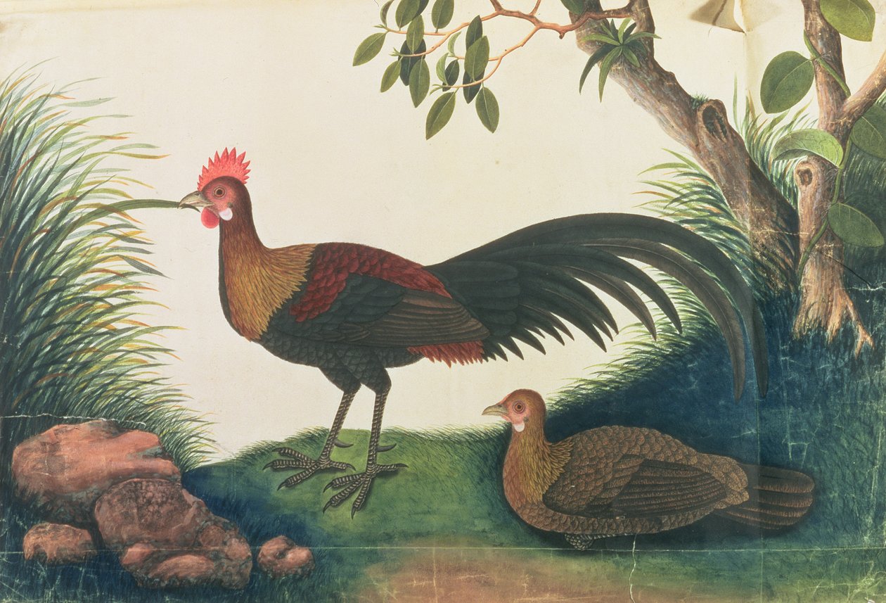 Fjäderfä, från teckningar av fåglar från Malacka, ca 1805-18 (wc på papper) av Chinese School