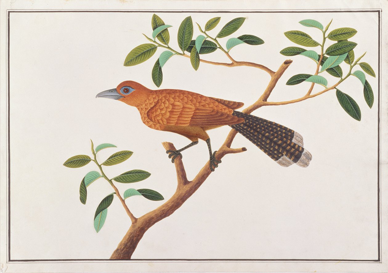 Raffles Malkoha, från Drawings of Birds from Malacca, c.1805-18 (wc på papper) av Chinese School
