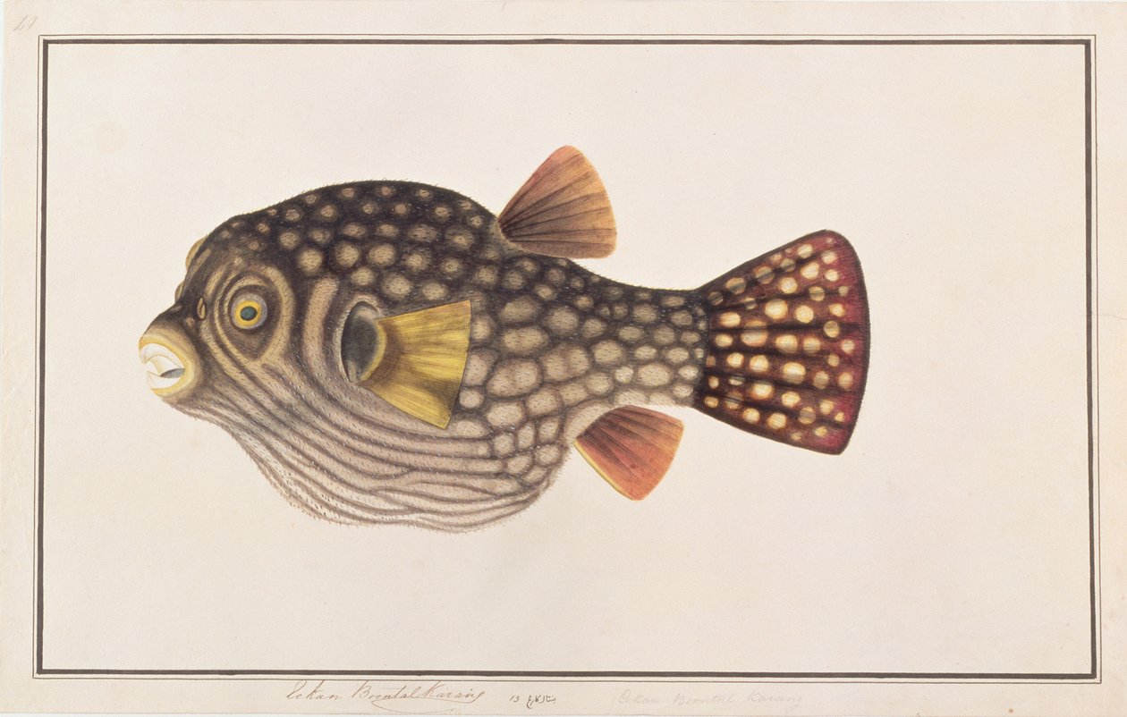 Reticulated Pufferfish, från Drawings of Fishes from Malacca, c.1805-18 (wc på papper) av Chinese School