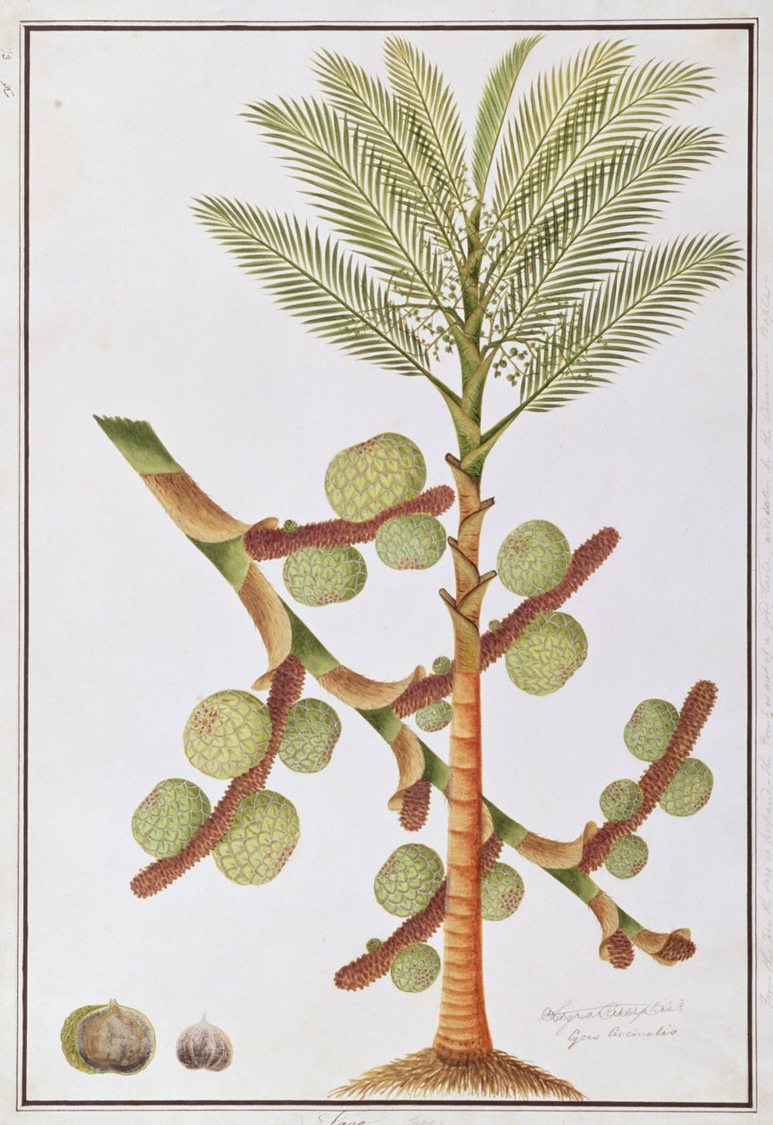 Sago, från Drawings of Plants from Malacca, c.1805-18 (wc på papper) av Chinese School