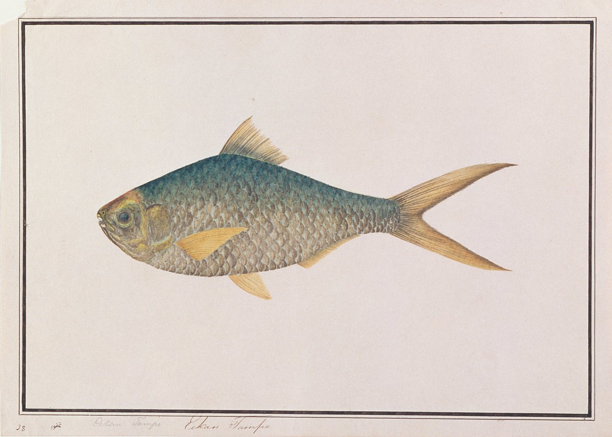 Shad, från Drawings of Fishes from Malacca, c.1805-18 (wc på papper) av Chinese School