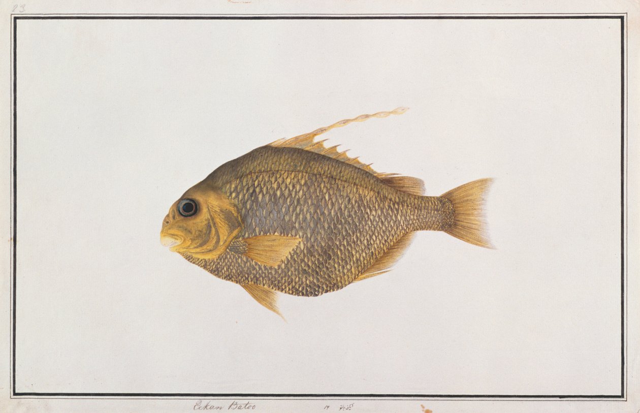 Spadefish, från Drawings of Fishes from Malacca, c.1805-18 (wc på papper) av Chinese School