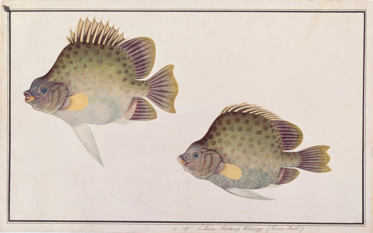 Spotted Scat, från Drawings of Fishes from Malacca, c.1805-18 (wc på papper) av Chinese School